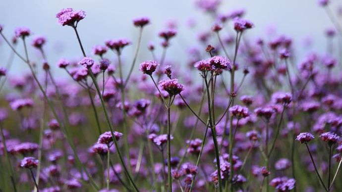 Verbena bonariensis ‘Vanity’ en gros plan.